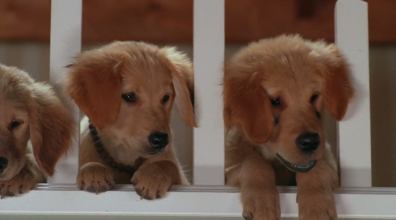 Air Buddies Screenshot
