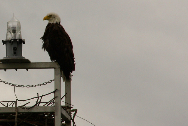 Bald-Eagle-1