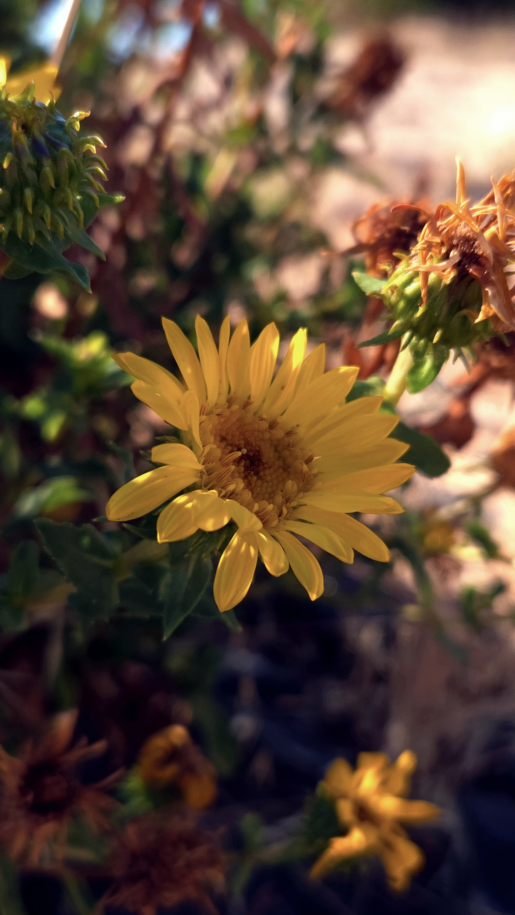 Curly Cup Gumweed