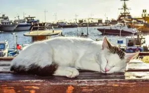How Omega-3 Fatty Acids Enhance Your Cat's Health in 2026