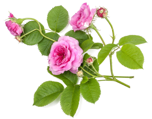 shutterstock 1098939107.jpg