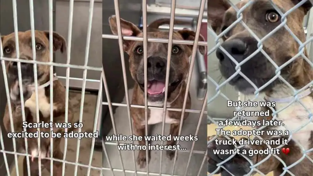 Shelter Dog's Adoption Nightmare
