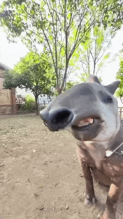Image.gif