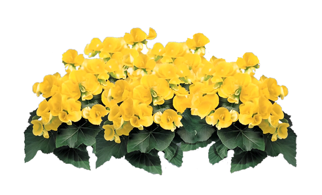 transparent.png