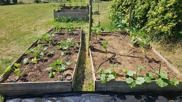 https://i.ibb.co/G4WQHn70/potager1.png