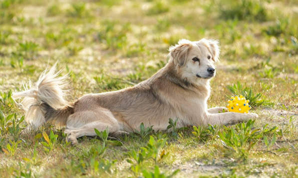 Mixed Breed