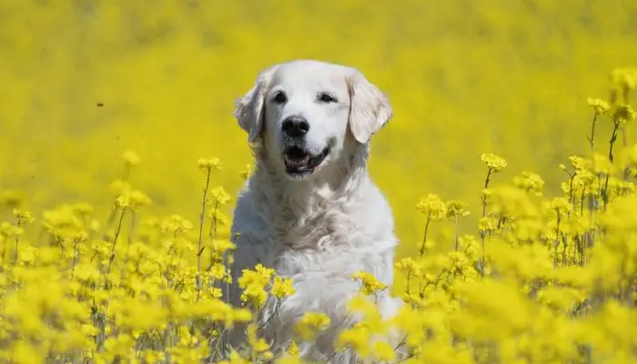 Polish Dog Names: A Comprehensive Guide