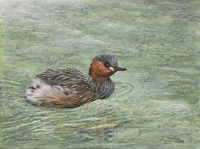 dabchick