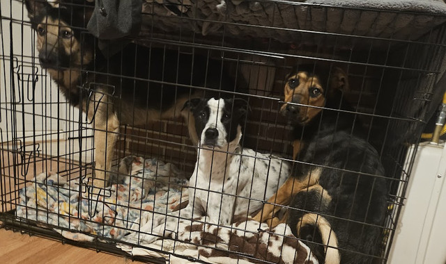 puppies.jpg