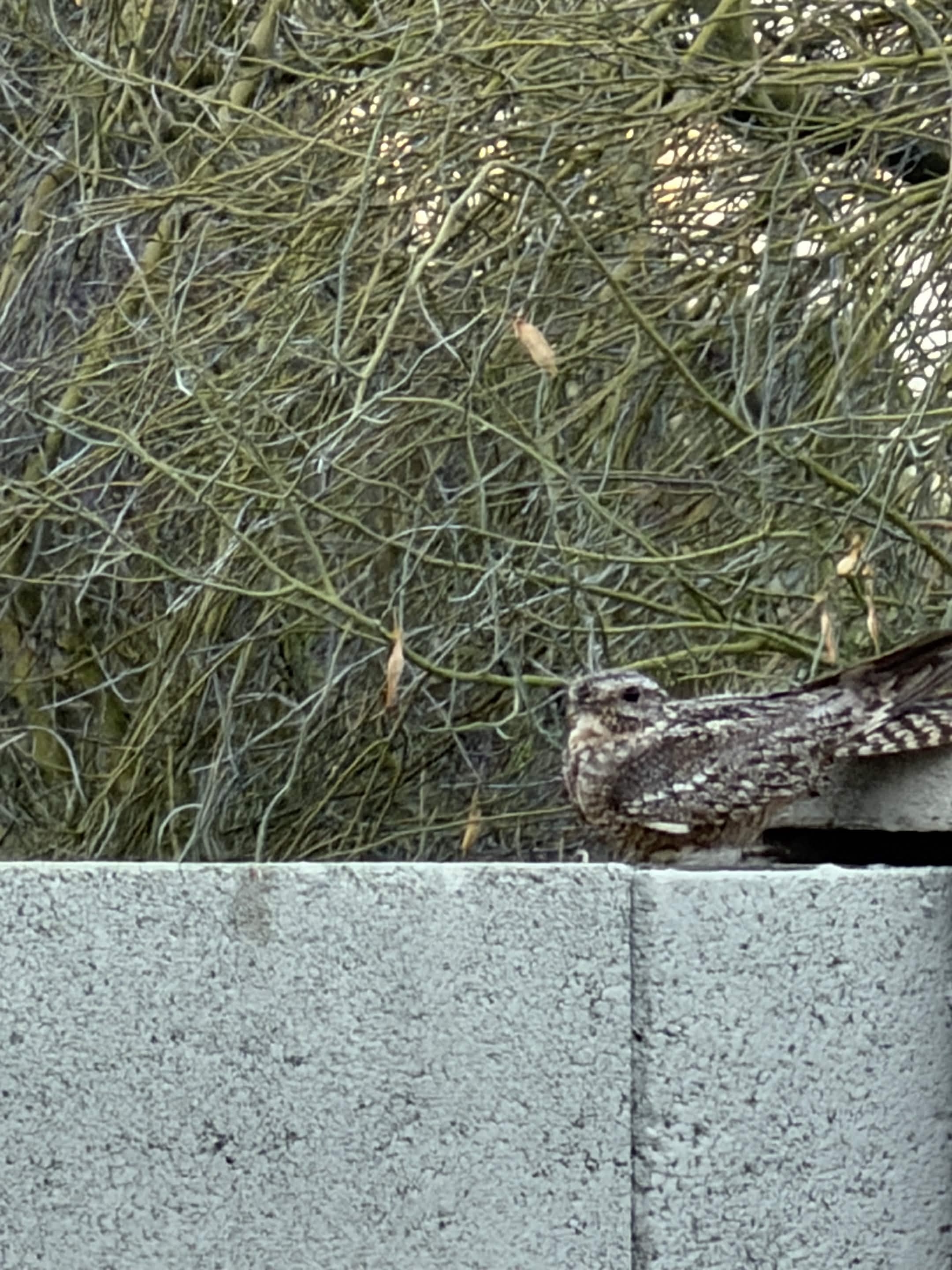 最近認識された鳥の写真
