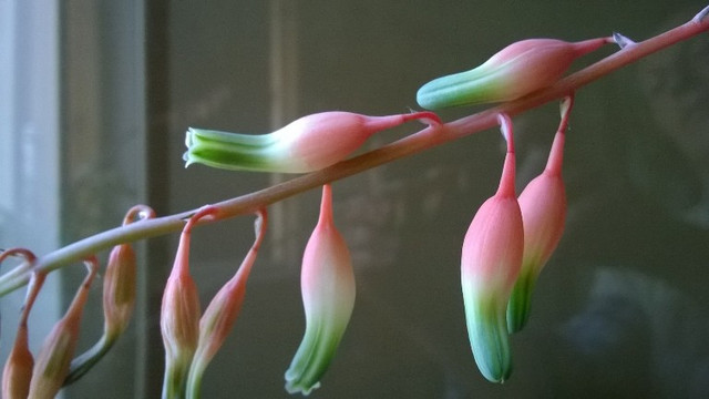 gasteria flower.jpg