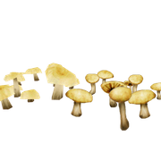 Toadstools Rainforest Beta