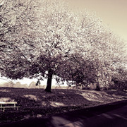 IMGP9976bw