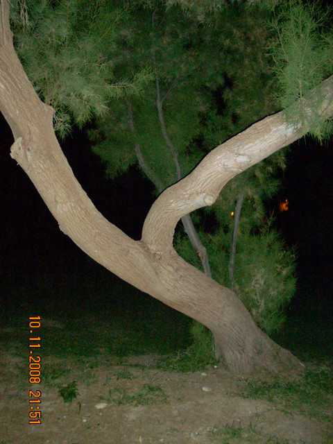 DSCN6903