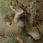 Greater Prairie Chicken