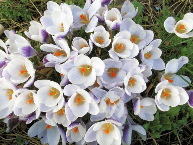 krokusy1