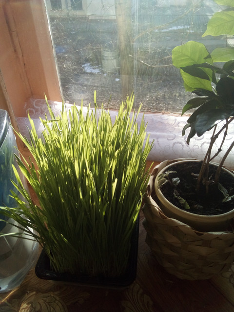 IMG-20220401-085929.jpg
