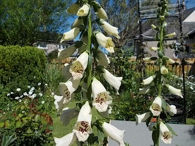 DSCN2853.jpg