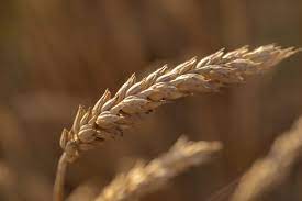 wheat