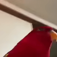Red-birb.gif