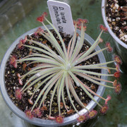 P8021065ms