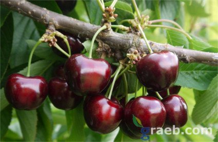 Cerisier Sylvia, variété de cerise Sylvia, cerise à maturation tardive, photo de cerises
