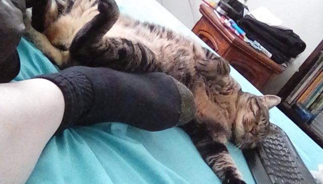 Widget Happy Smile.jpg