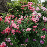 600-DSC05467