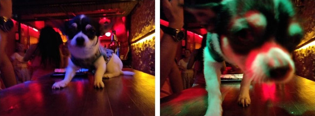 chienbar.jpg