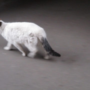 IMG-1454