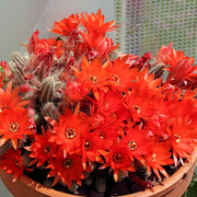 IMG-8226