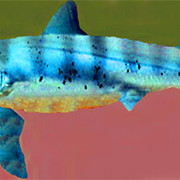 tibu1