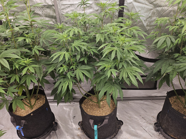Platinum-Rootbeer2-2-Weeks