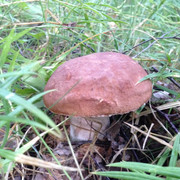 IMG-3977
