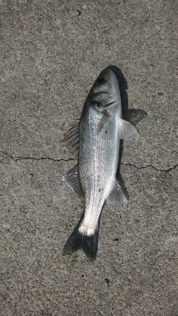 IMG 20180830 WA0000