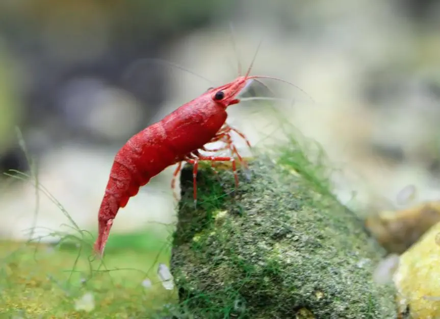 Discover the Fascinating World of Aquarium Shrimp