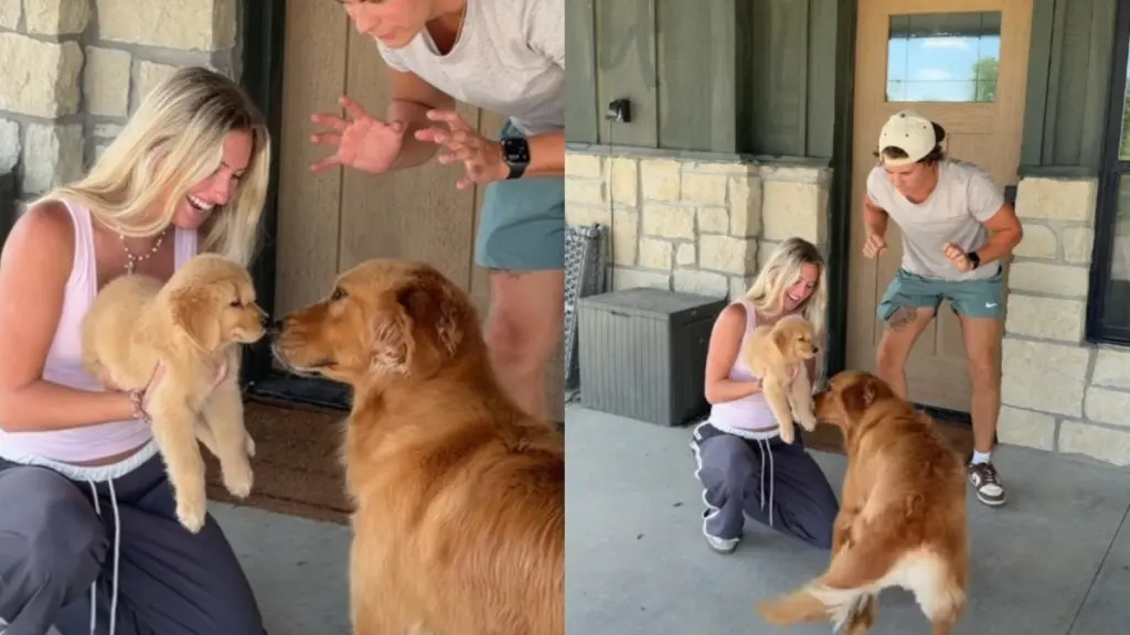 Golden Retriever's Gentle Greeting Warms Hearts in Viral Video