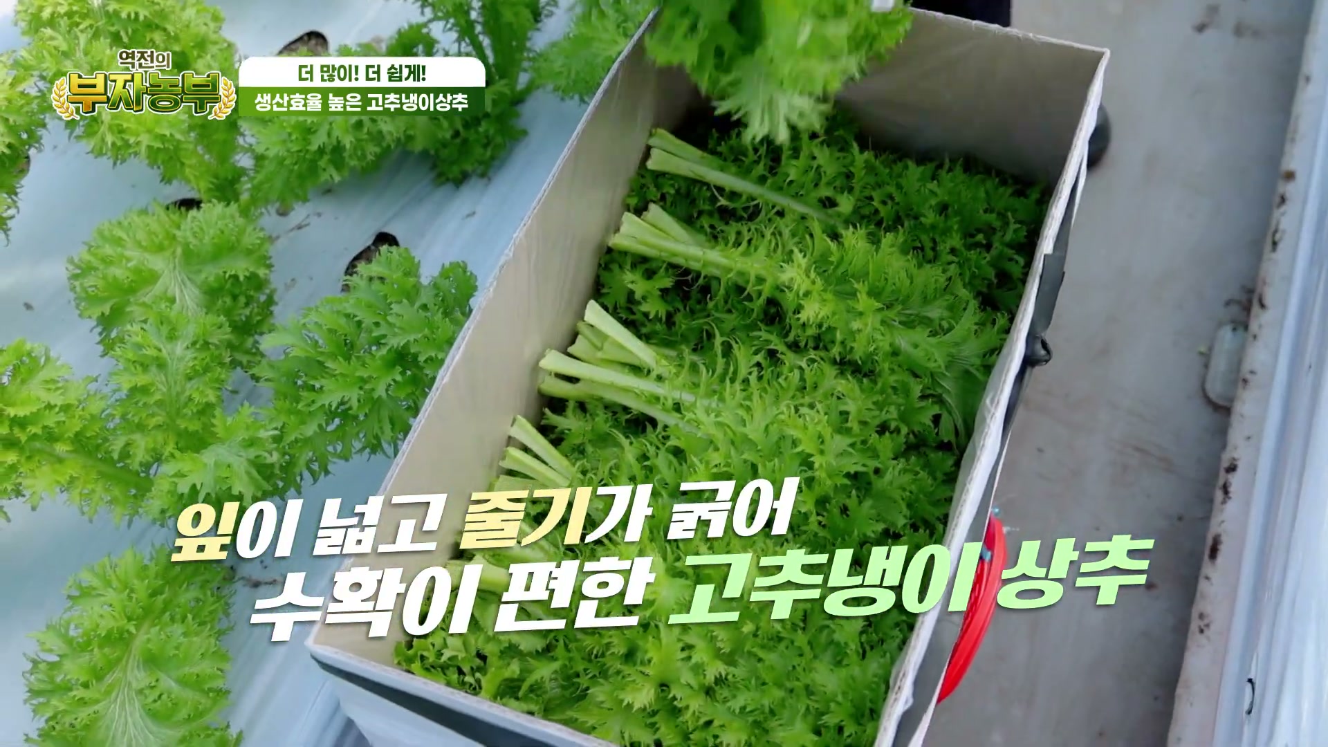 역전의부자농부 충남금산 고추냉이상추 추가 캡처 1