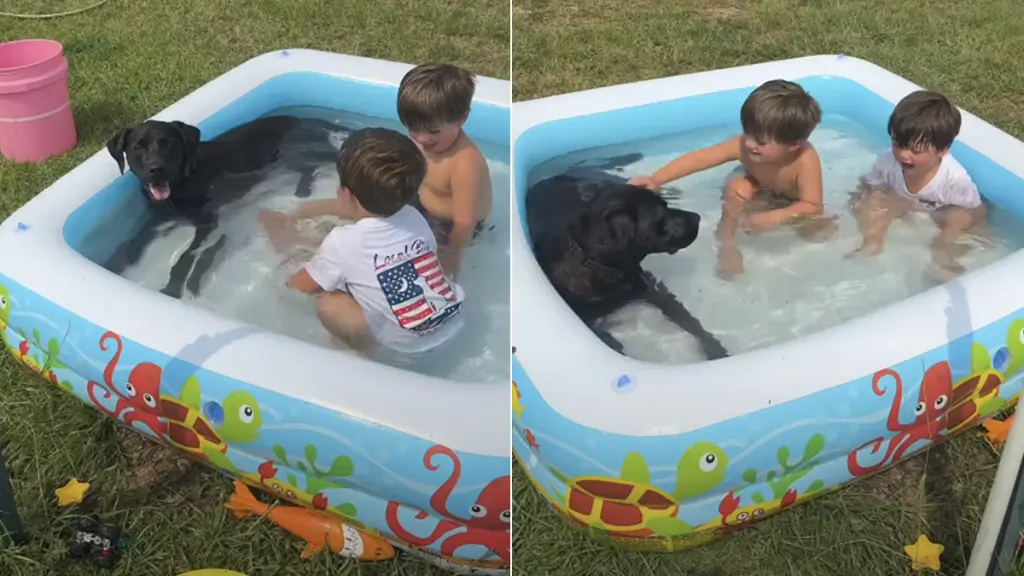Dog Becomes Uninvited Guest of Honor at Pool Party