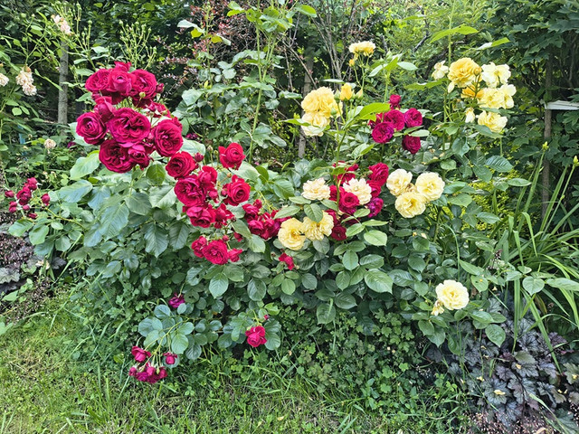 rotcappchen