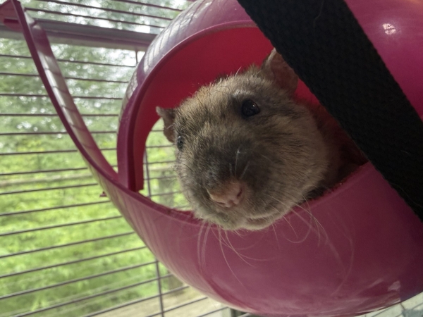 Cornelius 1