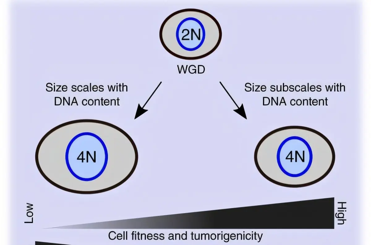 Understanding the Variability in Cancer Severity