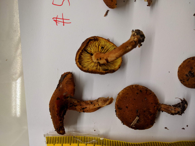 IMG-20190602-095743