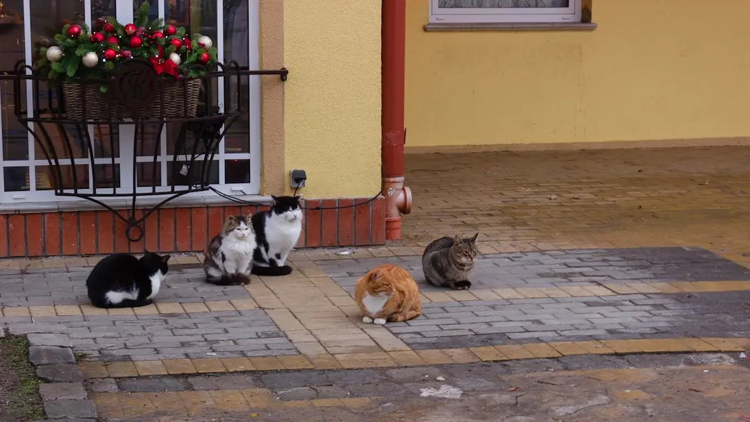 Making Homemade Cat Food a Reality