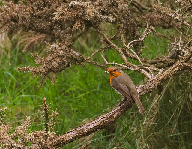 IMGP8392.jpg