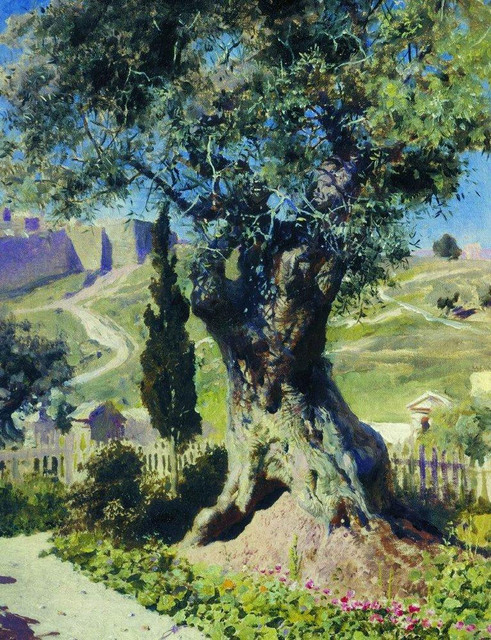 Олива в Гефсиманском саду 1882