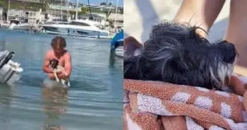 Teenager's Swift Action Saves Frightened Dog at Beach