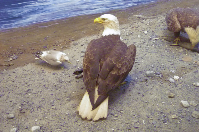 Bald Eagle.jpg