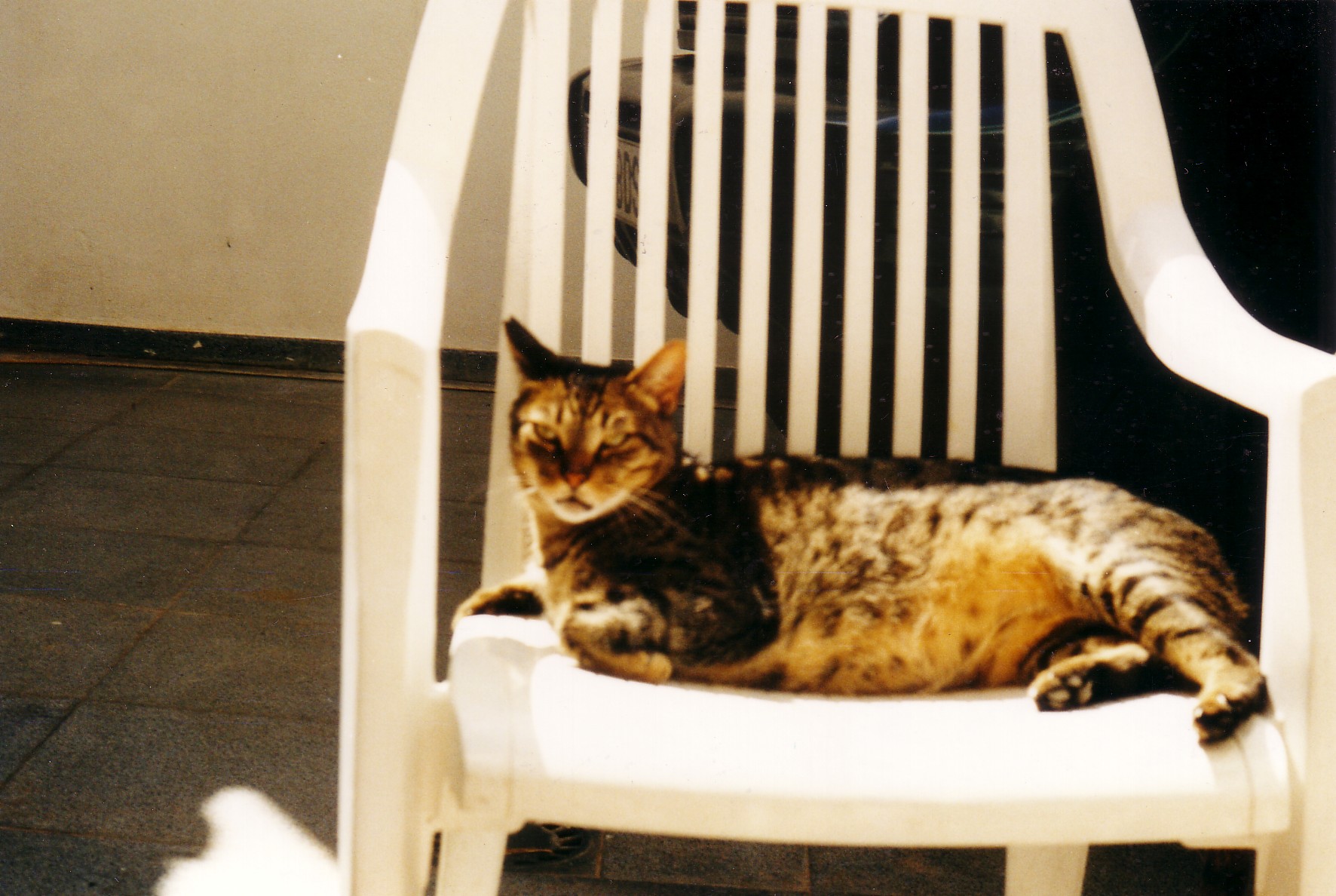 animales-019