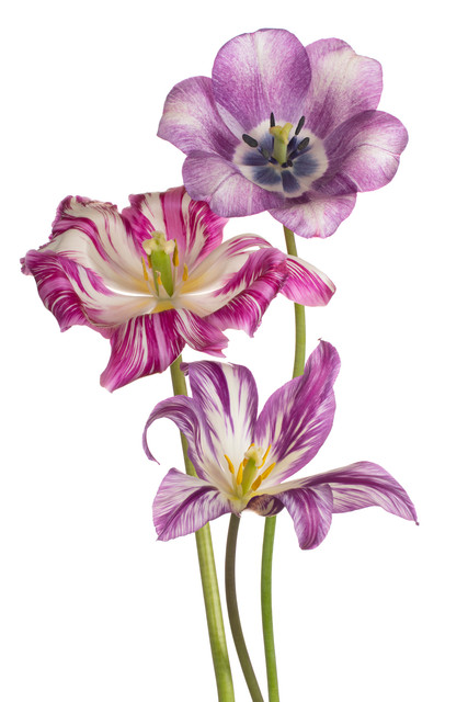 shutterstock 1341761822.jpg